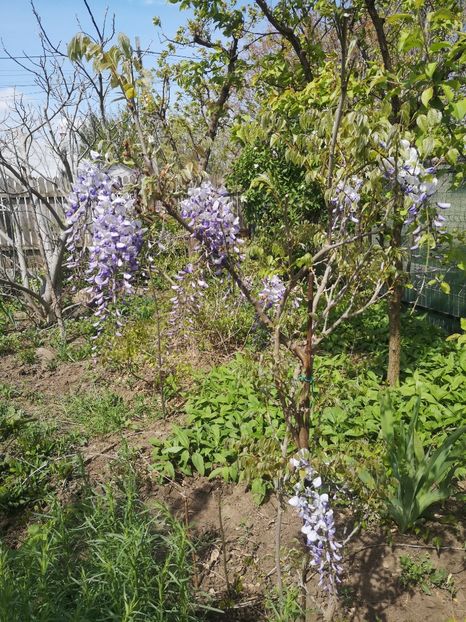  - arbori ornamentali 2023