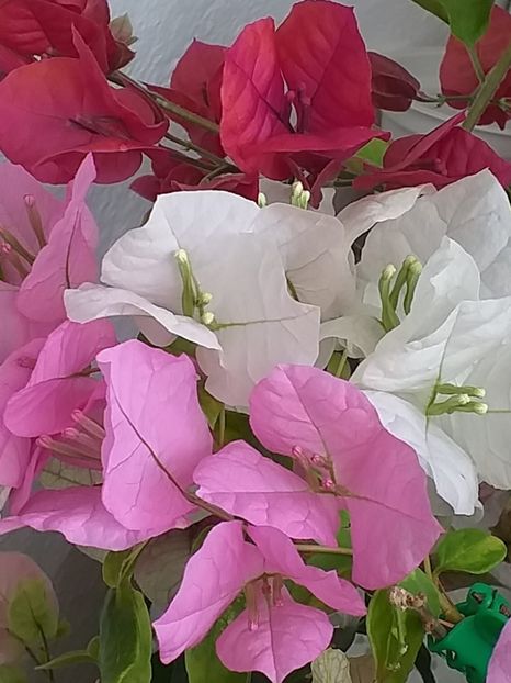  - Bougainvillea