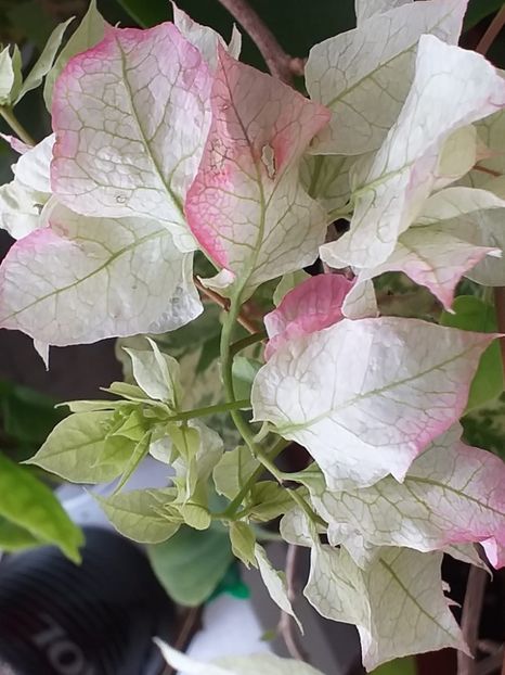 Limberlost - Bougainvillea