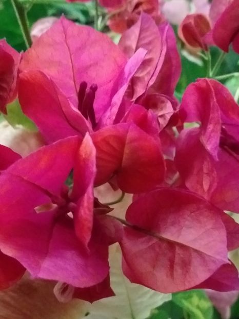  - Bougainvillea