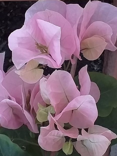  - Bougainvillea