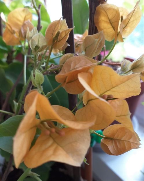 Golden Tango - Bougainvillea