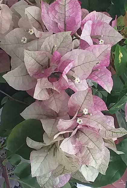 Wajid Ali Shah - Bougainvillea