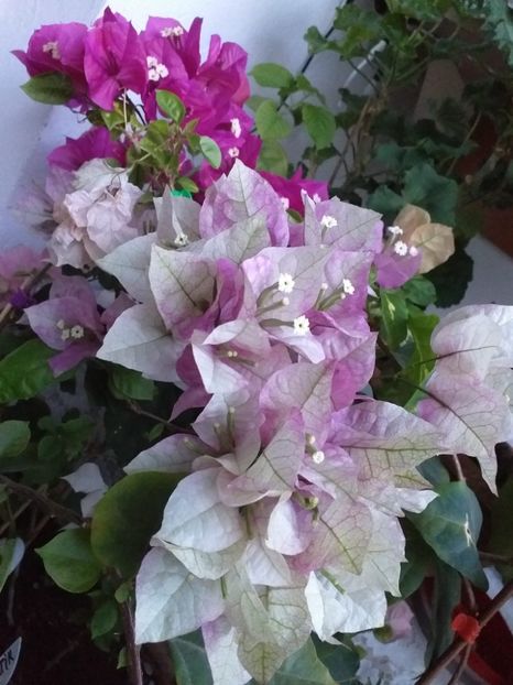  - Bougainvillea