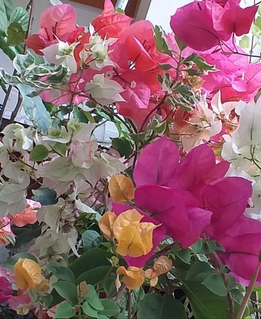  - Bougainvillea