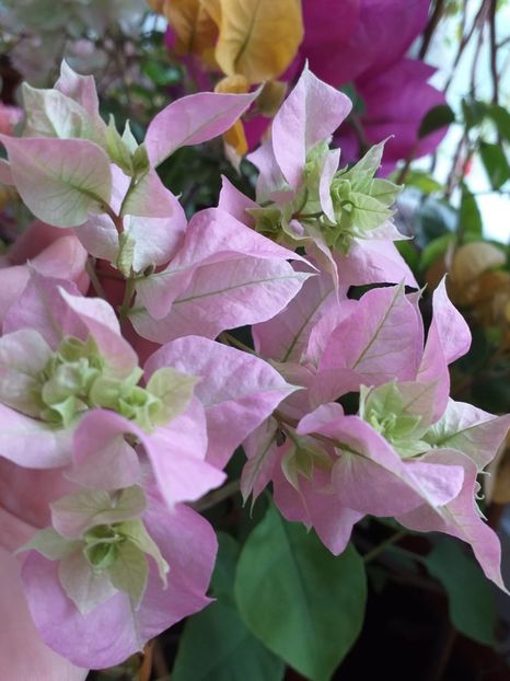 Pagoda Pink - Bougainvillea