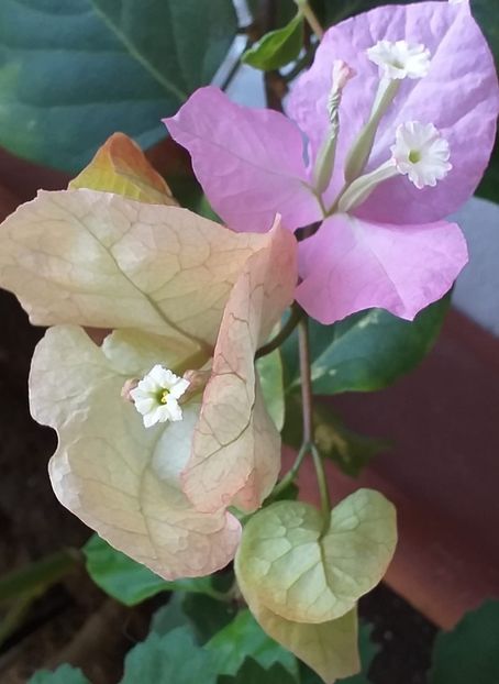  - Bougainvillea