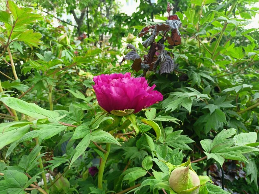 Shimadaijin, arbustiv - Bujori 2023