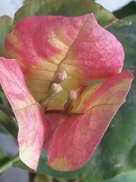 Chitra - Bougainvillea