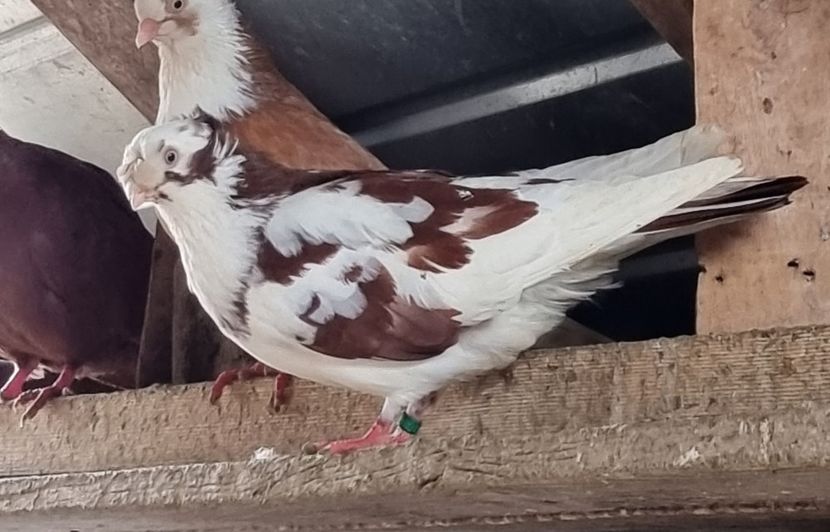  - 8-Jucatorii de Ardeal vechi