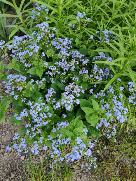 brunnera(myosotis) -nu mă uita peren - Gradina si terasa PrimaLuce__10-Hello 2023