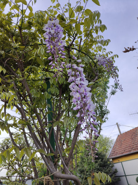 wisteria floribunda - Gradina si terasa PrimaLuce__10-Hello 2023