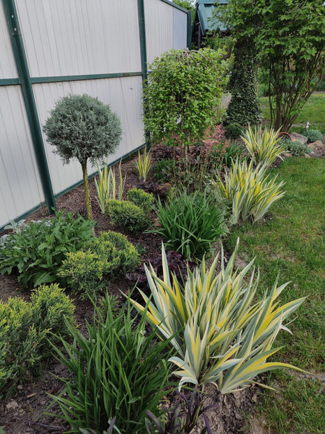 mai 2023 - Gradina si terasa PrimaLuce__10-Hello 2023