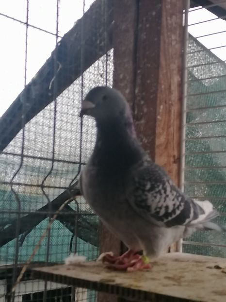  - Porumbei voiajor standard 2023