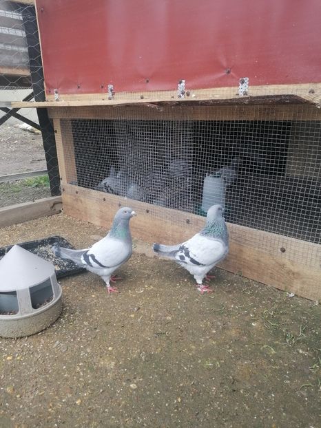  - Porumbei voiajor standard 2023