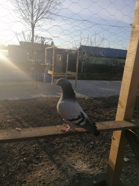  - Porumbei voiajor standard 2023