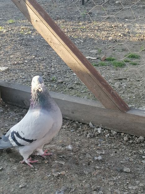  - Porumbei voiajor standard 2023