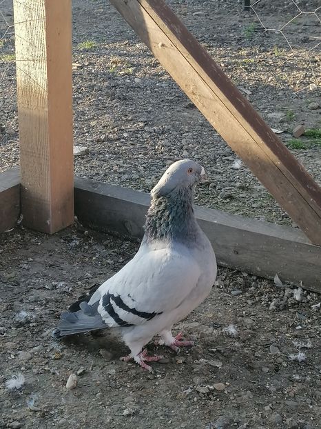  - Porumbei voiajor standard 2023