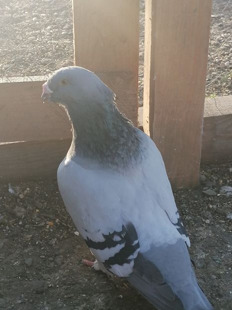  - Porumbei voiajor standard 2023