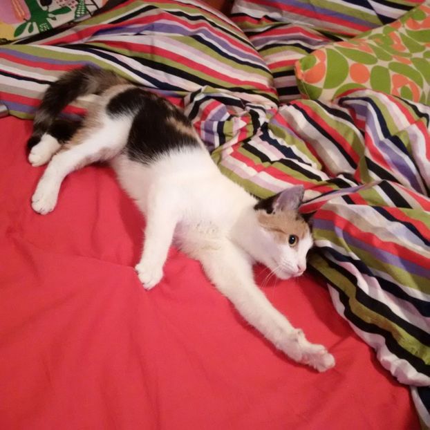 IMG-20180104-WA0003 - LADY 2017