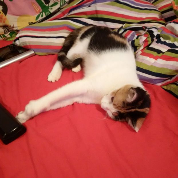 IMG-20180104-WA0004 - LADY 2017