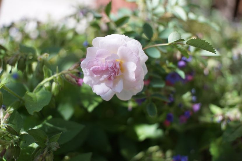  - Burnet Double Pink