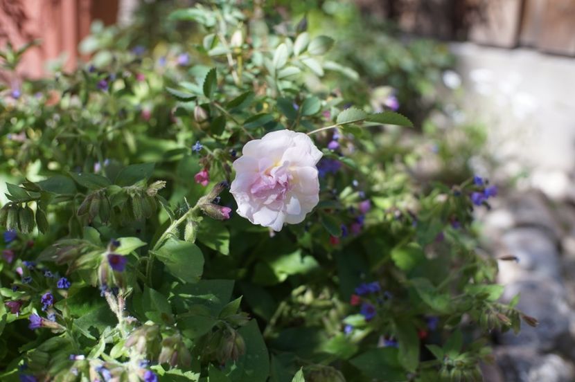  - Burnet Double Pink