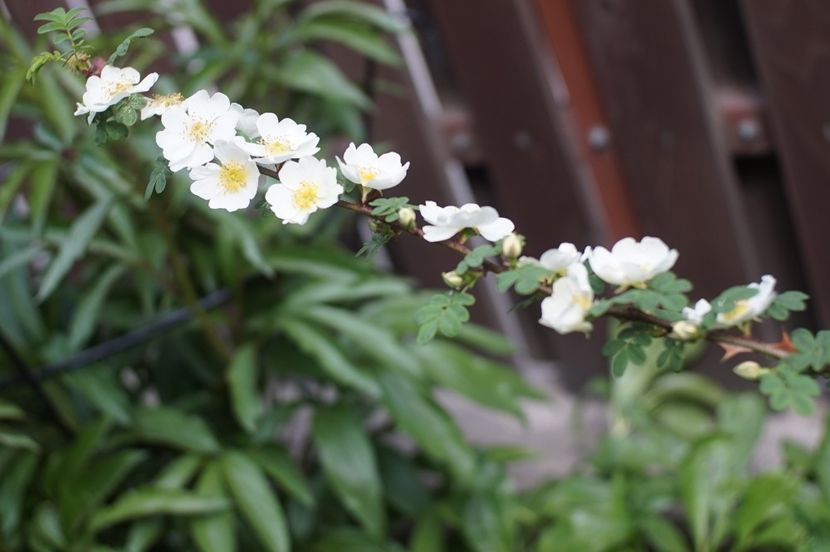  - Rosa omeiensis pteracantha