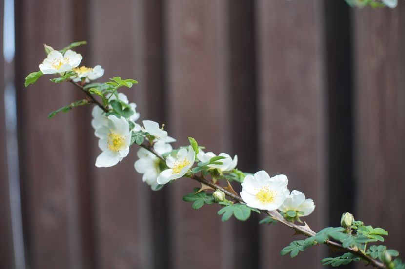  - Rosa omeiensis pteracantha