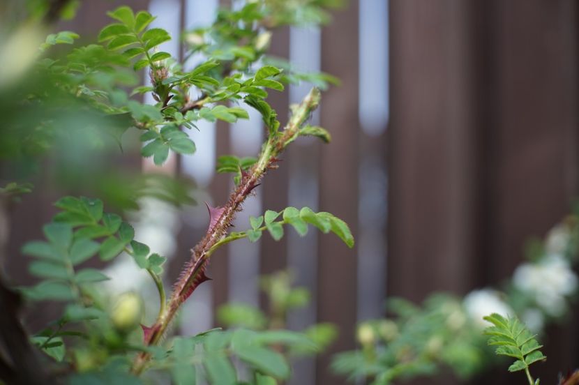  - Rosa omeiensis pteracantha
