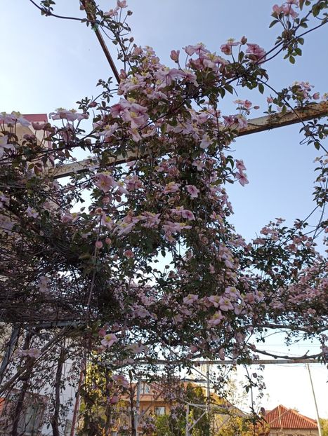 3.05-clematis mayllen - gradina 2023