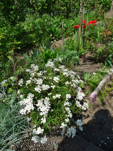  - 2023 - 01 - Primavara