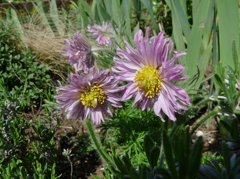  - 2023 - 01 - Primavara