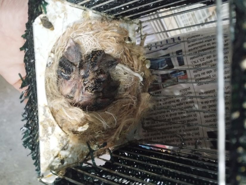  - Pui hibrizi Petru și 2023