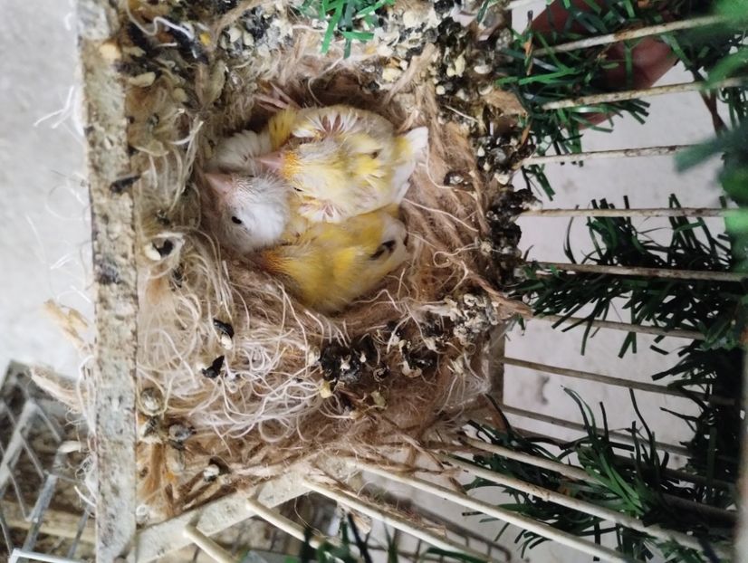  - Puișori canari razza 2023