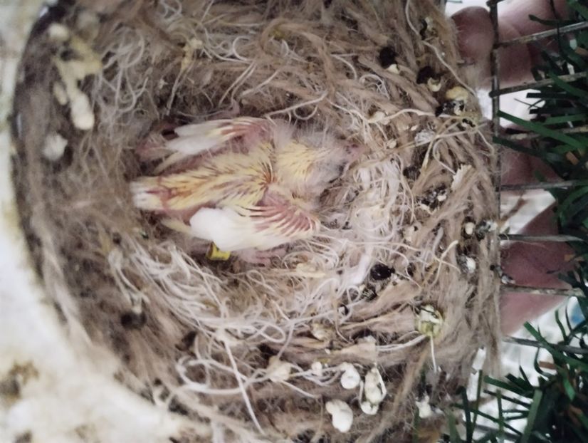  - Puișori canari razza 2023