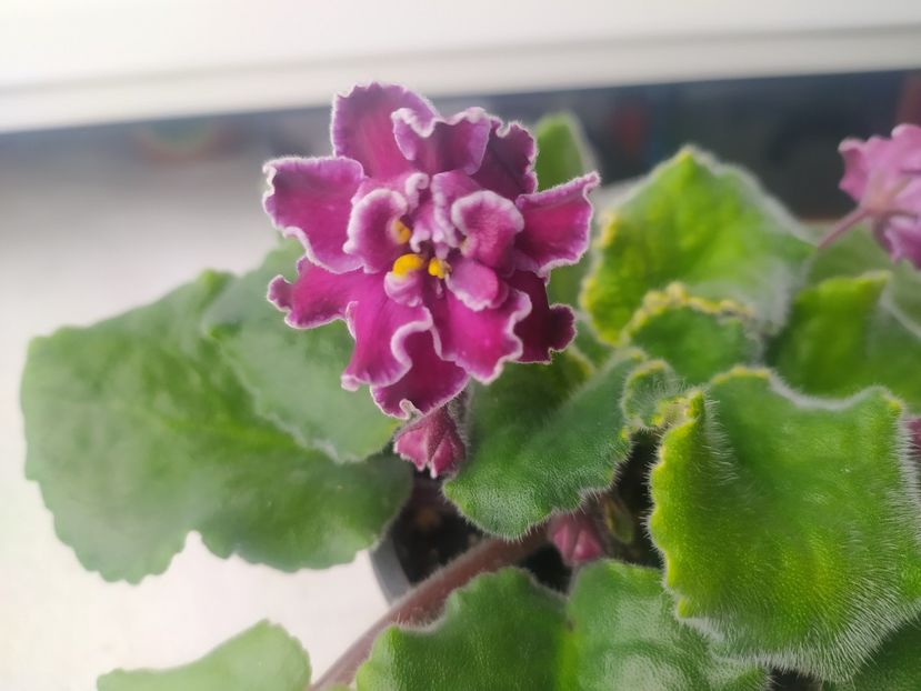 4 mai 2023 - Sparkleberry