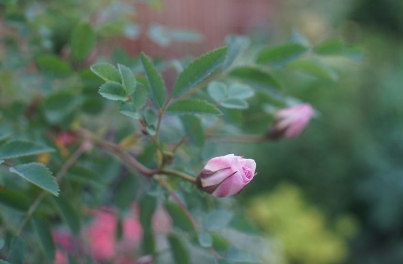  - Burnet Double Pink