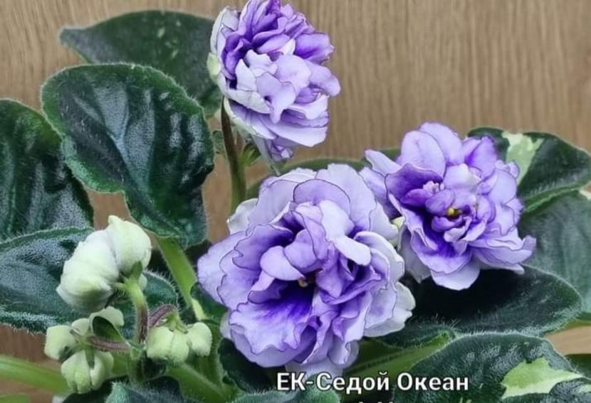 Poza net - EK-Sedoi Okean