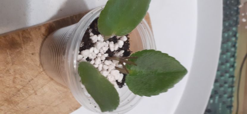  - Morgan s Sweet Patotie