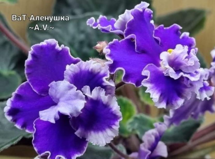 Poza net - VaT-Alionuska