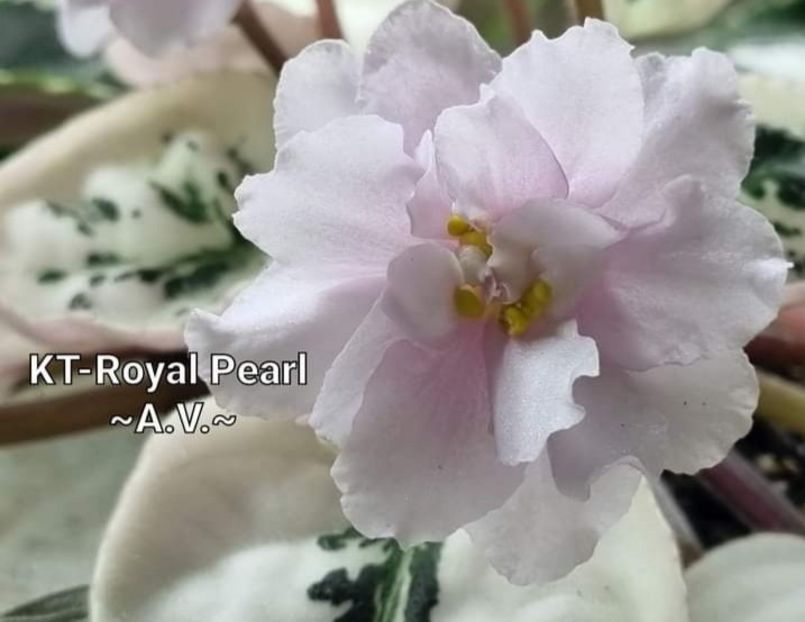 Poza net - KT-Royal Pearl