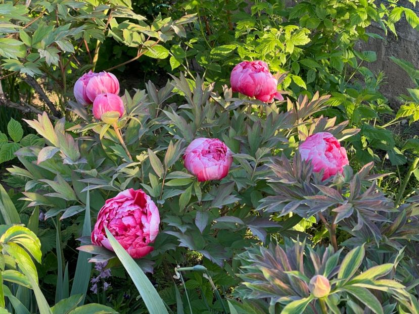 C6251F0E-8179-4175-ACDE-C3A5D426C2F6 - 01 Primăvara 2023