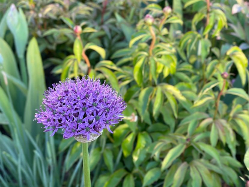 CE6B2C2F-2469-427E-AB1D-0D9ADC857B2F - 01 Primăvara 2023