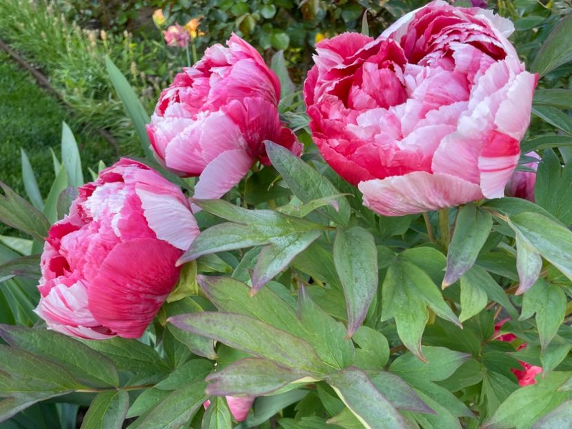 94B8A6A1-B6FC-4468-ADB3-C06DBA6CD2CB - 01 Primăvara 2023