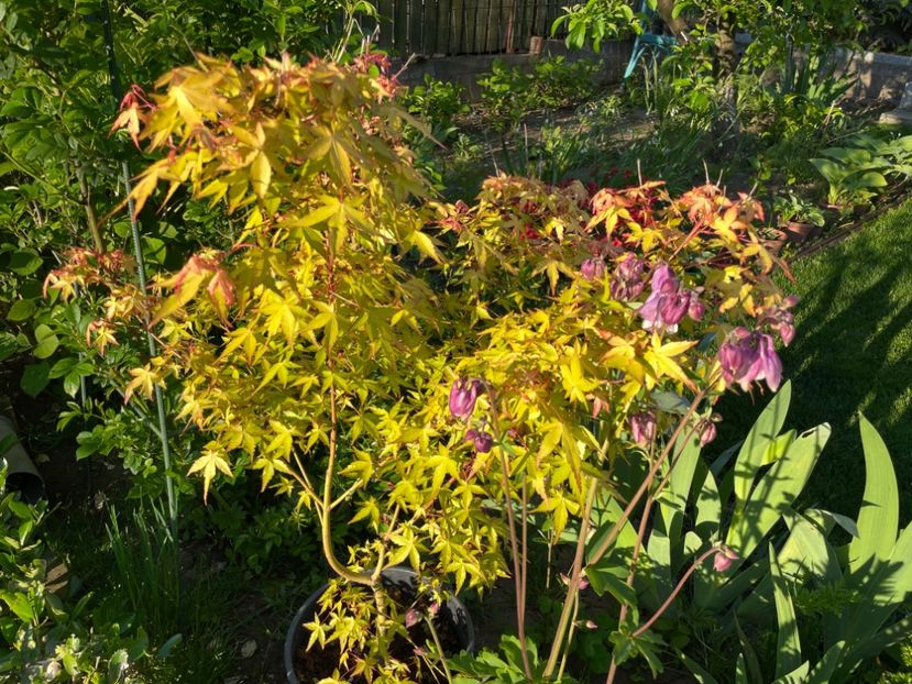 4128A681-4FE8-4F32-A3EF-B1294F9CE8BB - 01 Primăvara 2023