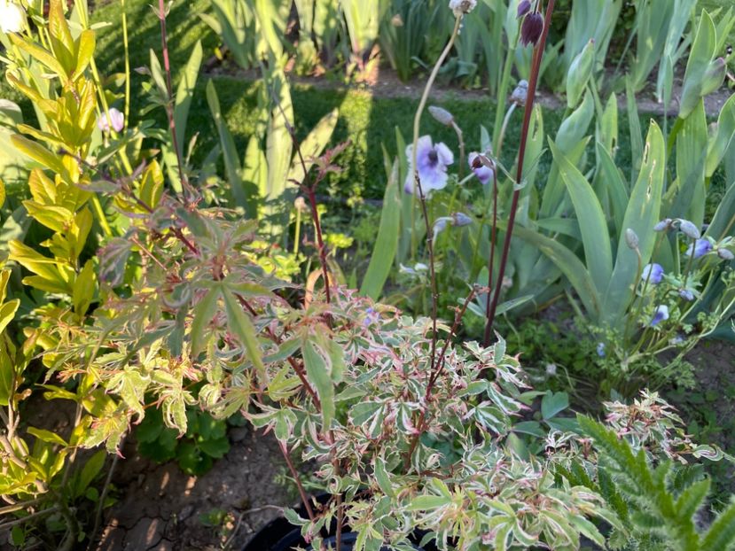 67CC867E-A1DA-419C-A207-5DF63AB5E9EA - 01 Primăvara 2023