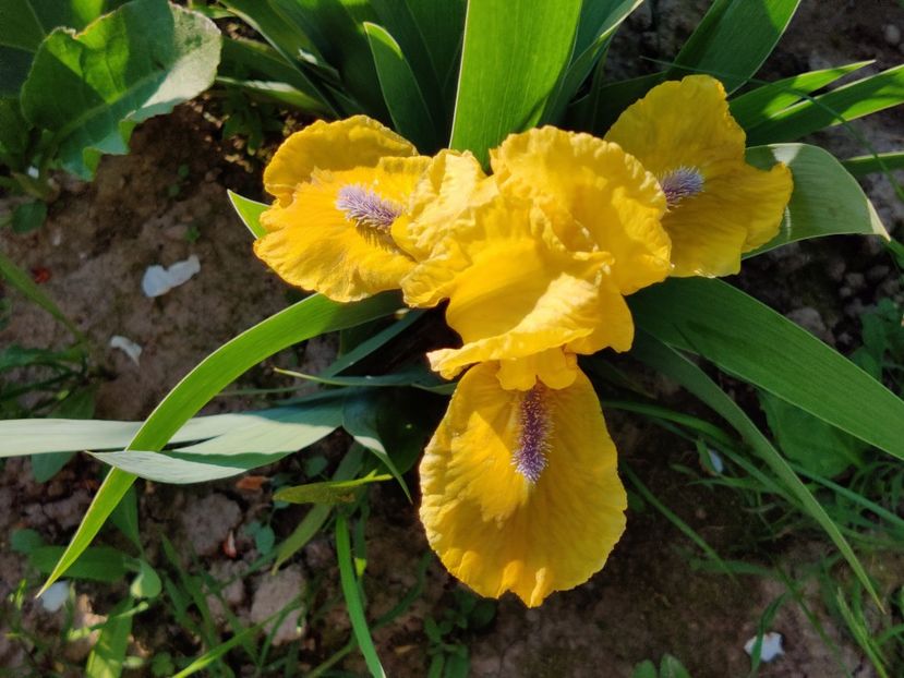 Galleon gold - Irisi pitici - prima inflorire