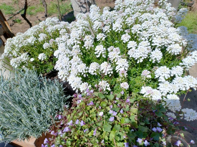 Iberis - Flori de gradina-2023