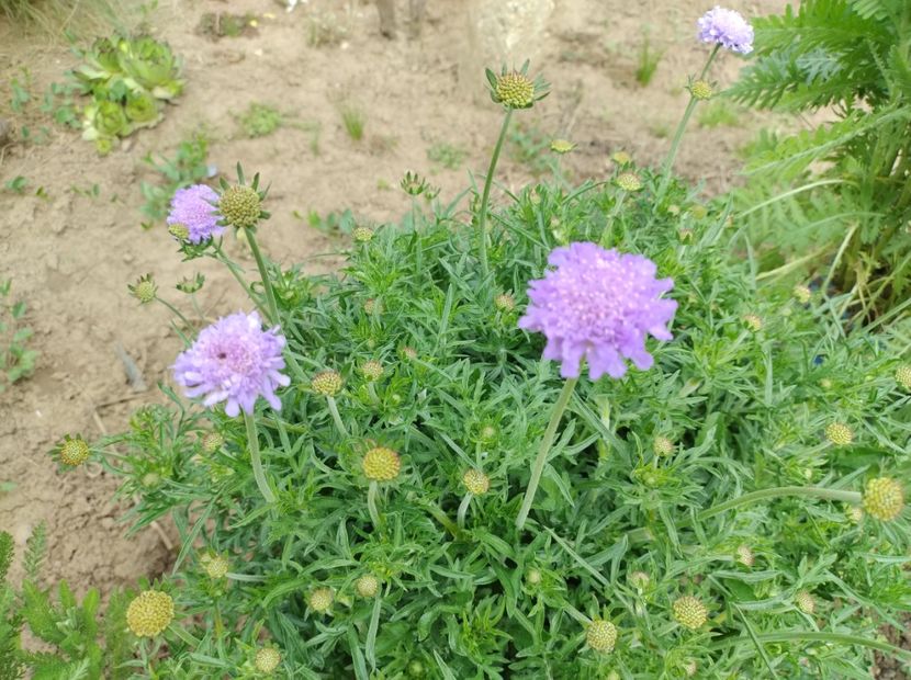 Scabiosa - Flori de gradina-2023